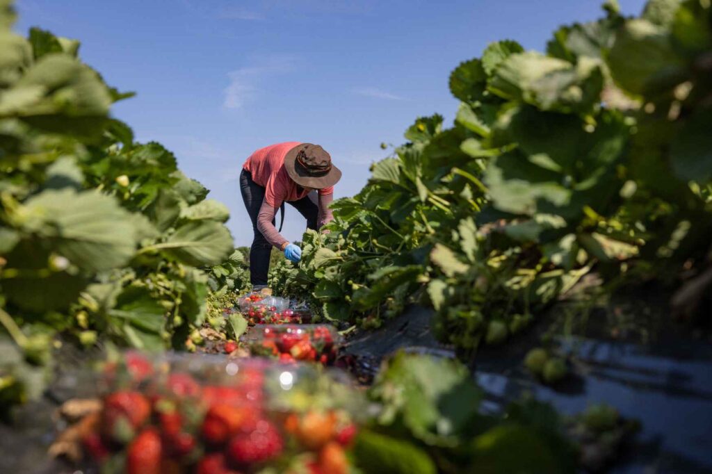 Pracovník sbírá zralé jahody na farmě během sezónní práce ve Švédsku.