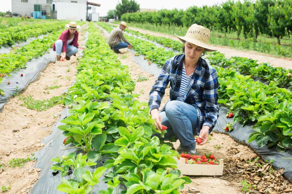 Sezónní pracovníci při sběru jahod na farmě v Dánsku.