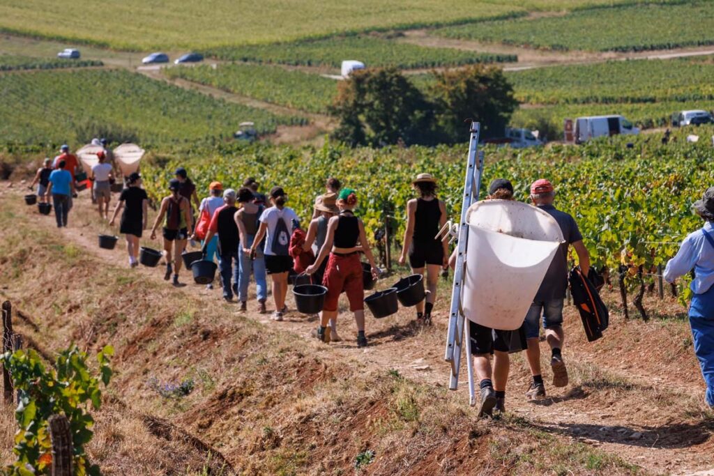 Brigády v zahraničí - Sezonní pracovníci přicházejí na sklizeň hroznů ve francouzské vinici
