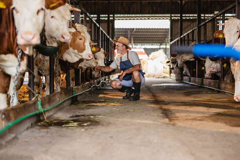 Práce v zahraničí - Pracovník na farmě při péči o krávy ve stáji