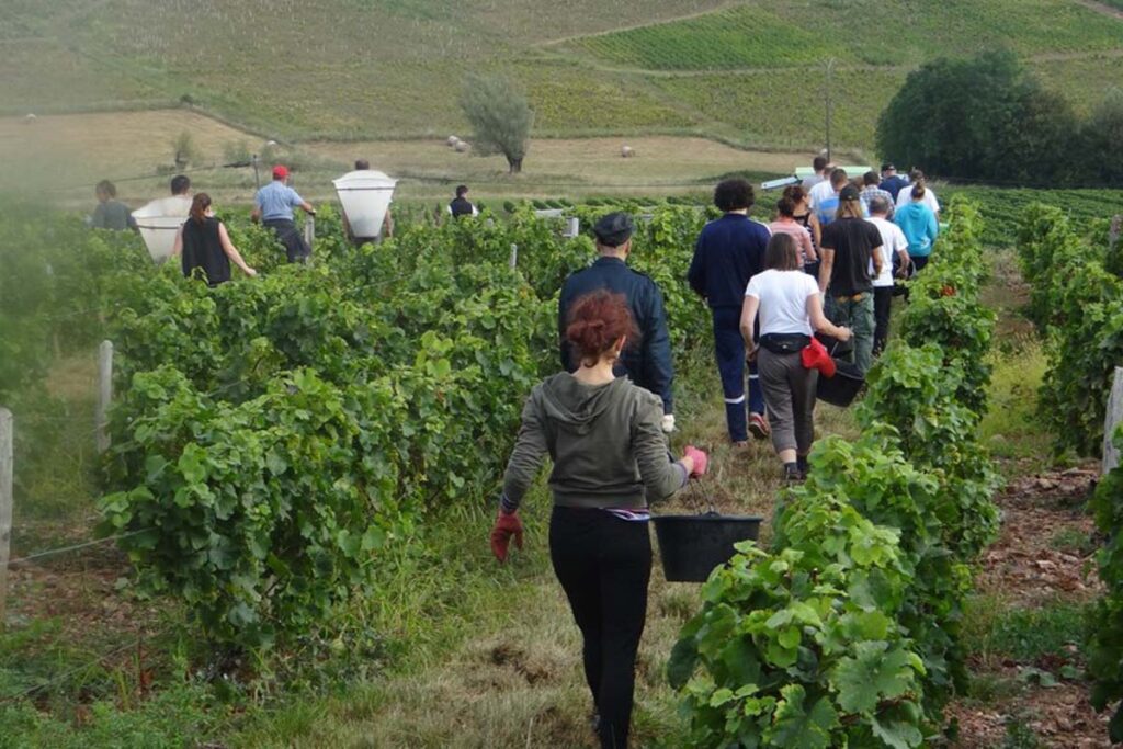 Pracovníci při sklizni během práce v zahraničí na vinobraní – sezonní sklizeň hroznů.